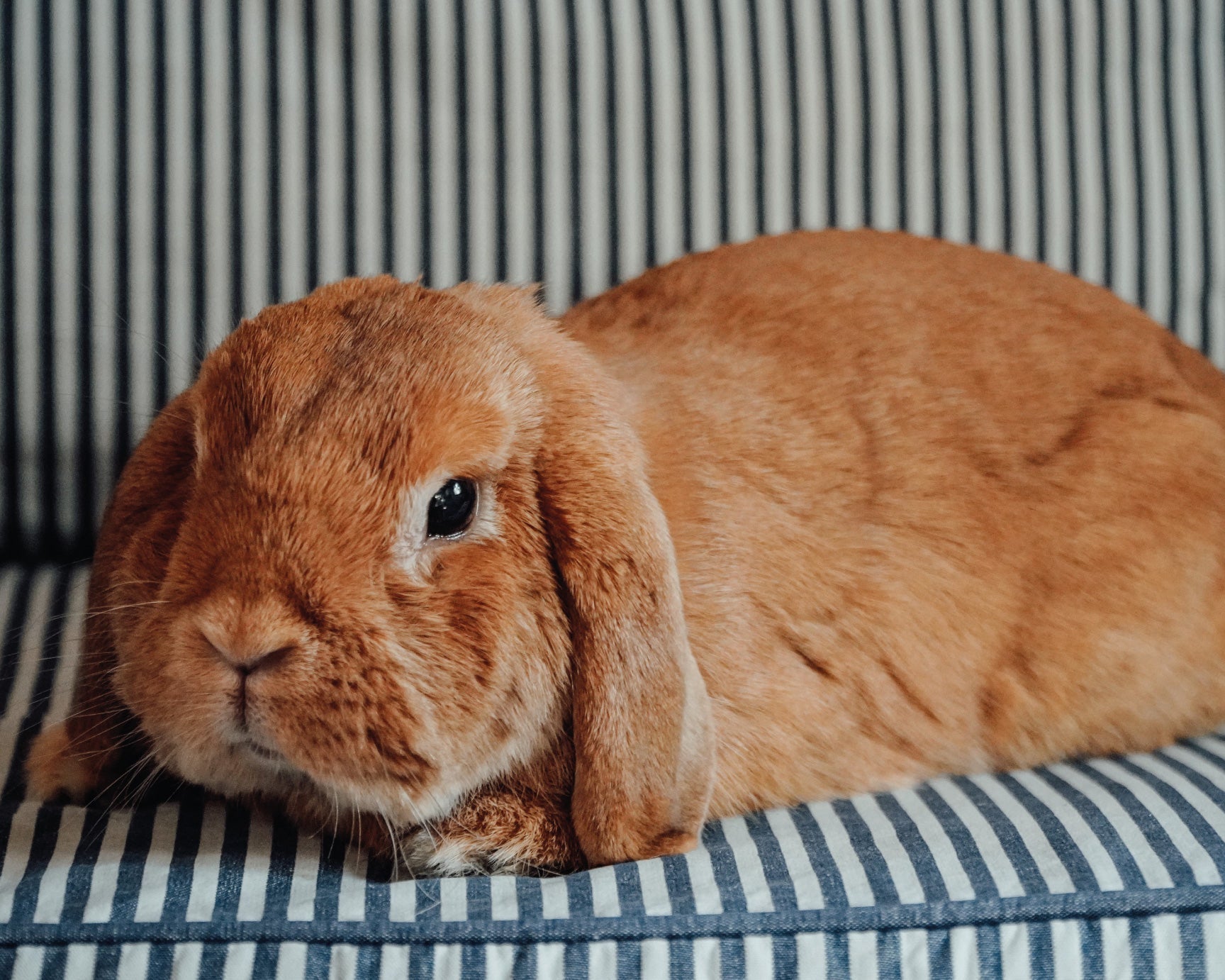 Comportamenti del coniglio domestico: come capire cosa ti sta comunicando