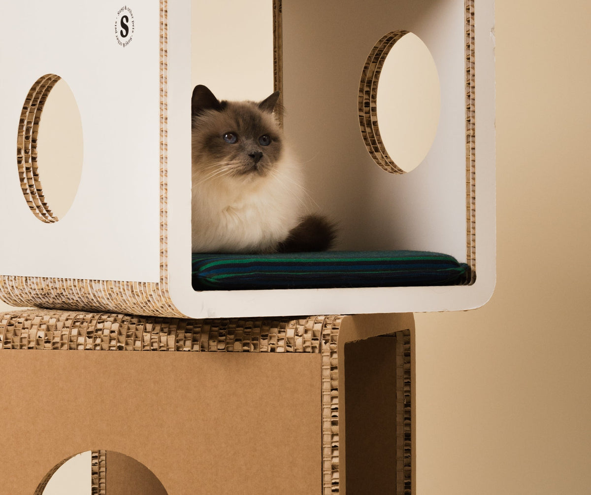 giochi benessere divertimento per conigli gatti cani