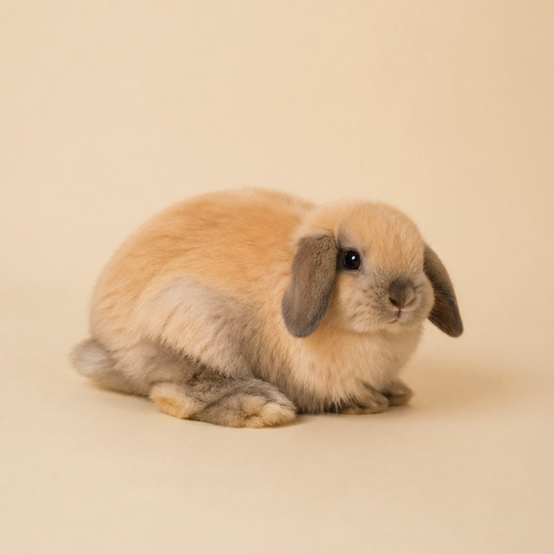 Articoli pet design per conigli domestici