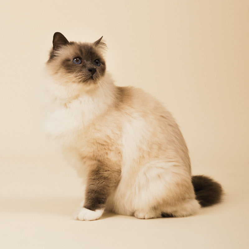 Articoli pet design per gatto