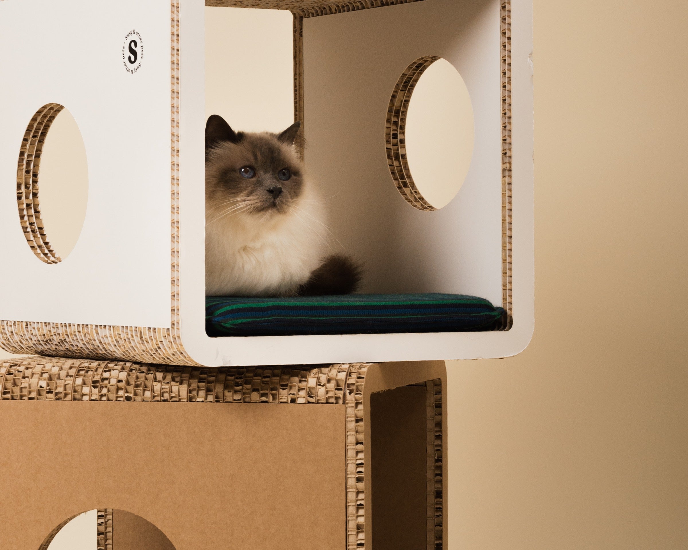 tempo libero animali domestici cani gatti conigli giochi eco design susy