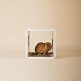 Tana • Bunny house cube
